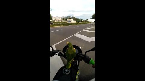 Parrot imitates engine noise Funny bird rides a motorcycle #shorts