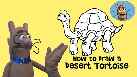 How to Draw a Desert Tortoise