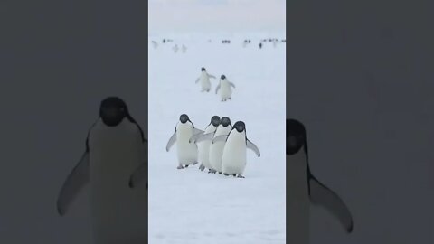 Pinguins na Neve #shorts