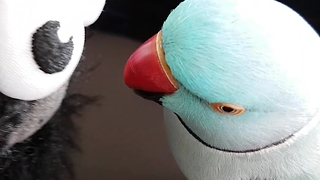 Parrot has full blown conversation with new toy