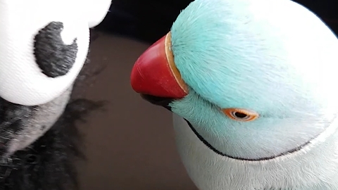 Parrot has full blown conversation with new toy