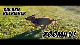 Our Golden Retriever and his ZOOMIES are Epic!