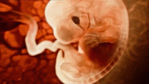 Amazing Animation of a Fetus Growing in the Womb
