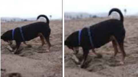 A Rottweilers Dog in a pet harness digging | Funny Dog video 2021