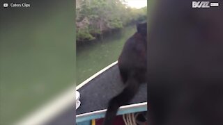 Ce chat adore faire du bateau et nager!