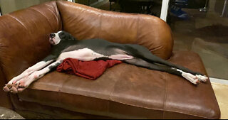 Great Dane puppy loves to snooze on the couch