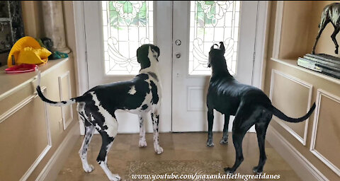 Funny Great Danes Recognize Dog Friends' Ring Tone