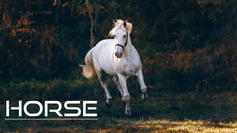 #kolinsky White Horse Running on Green Field