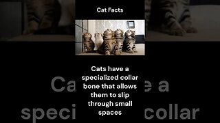 Cat Facts #shorts #youtubeshorts #cat #facts #Humor