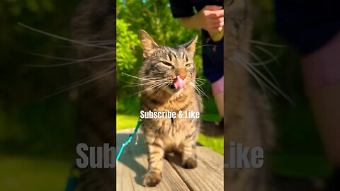 How to walk your kitty outside! 😸 | Funny Cute Cats! #shorts#training#cats#funnycats