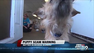 Puppy scam making a comeback