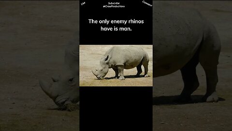 Poachers hunt rhinos for their horns #rhino #shorts