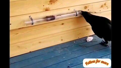 intelligent Crow hunting🙈😂 trending video