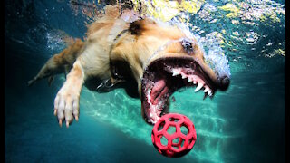 Amazing Underwater Dogs - Photographer Seth Casteel