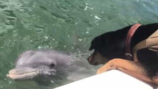 Delfino e cane diventano migliori amici!