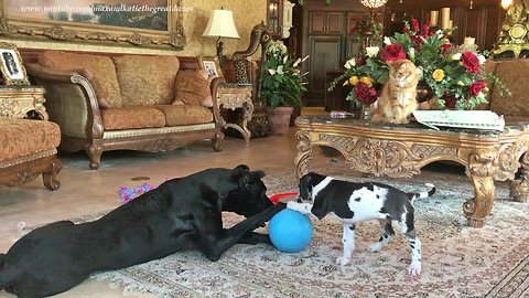 Funny Cat Watches Great Dane and Puppy Play with Toys