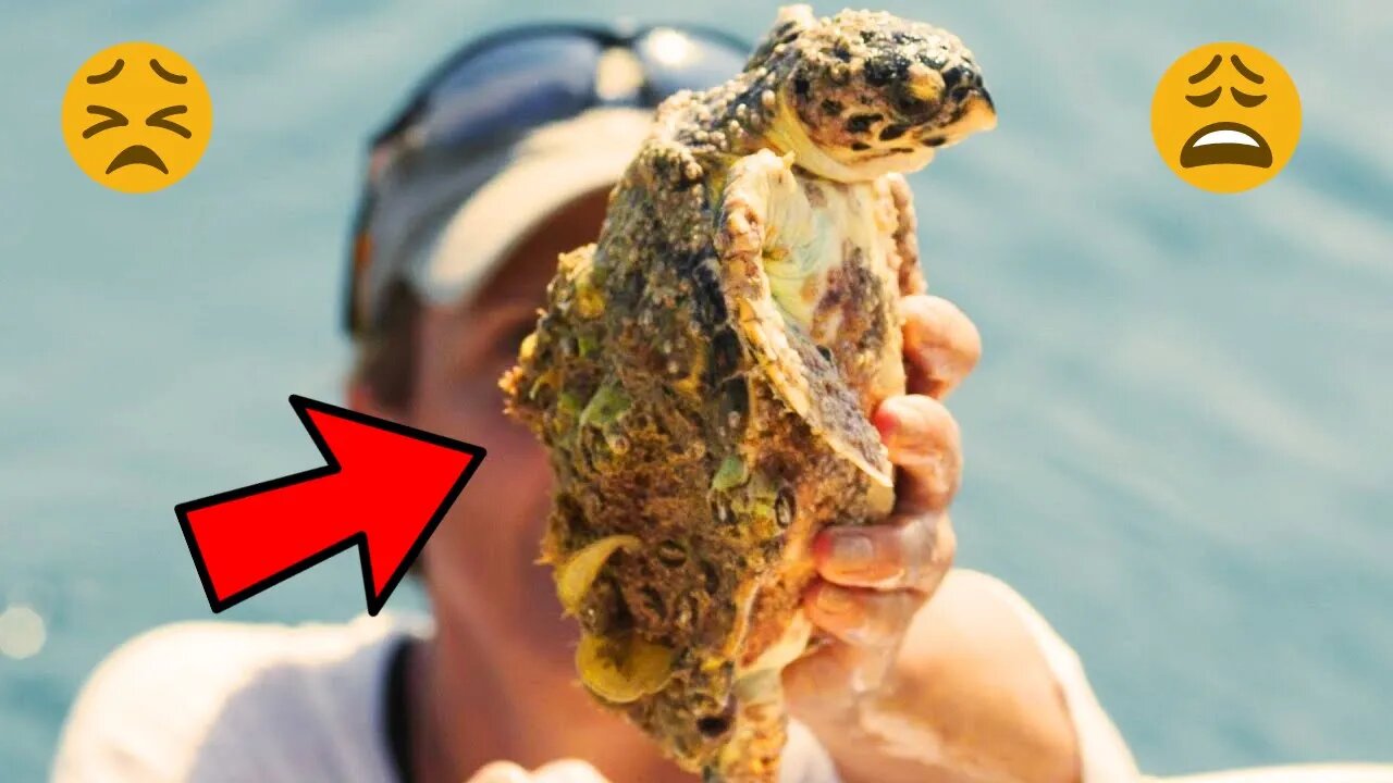 Sea Turtle Ask People For Help Removing Tons Of Barnacles Sea Turtle Ask People For Help Removing Tons Of Barnacles