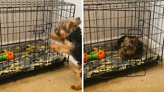 Yorkie opens kennel door after getting in trouble