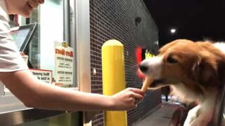 Hungry dog eats ice cream in one second!