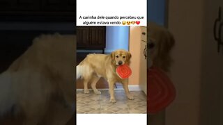 Cachorro roubando comida