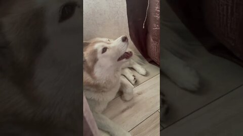 #shorts Смешные Собаки Из Тик Тока 118 Funny Dogs From Tiktok