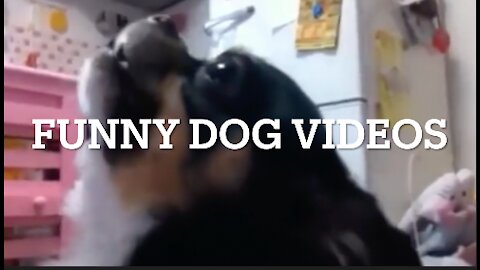 Dog Barking Videos Compilation♥ Dog barking sound - Funny dogs(TOP 10)