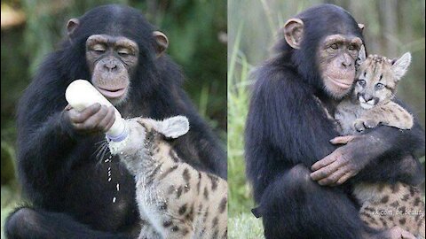 Animals Helping Each Other So Cute