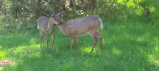 Pregnant mama deer cleans her little fawn