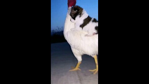 Cute dog and chicken best video