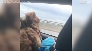 Dog tries to bite the wind on his first car ride
