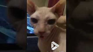 Sphynx cat not impressed by smelly socks || Viral Video UK