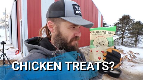 Do Our Bielefelder Chickens Like Grubs? | Dried Black Soldier Fly Larvae | GrubTerra Review