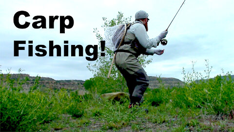 Carp Fishing Again! - McFly Episode 19