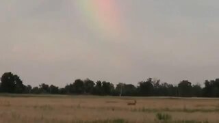 Whitetail Doe and Twin Fawns Feeding With Rainbow in the Background