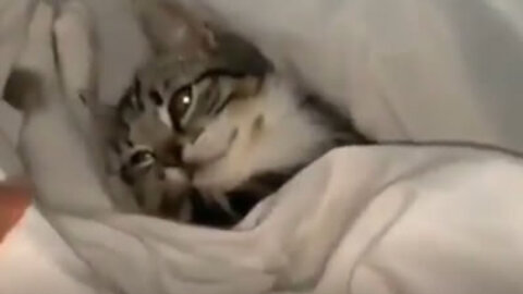 Cute kitten lying on bed