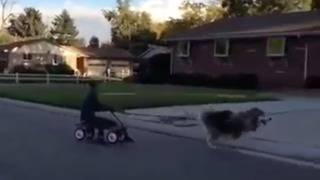 Dog makes a run for it after his pulling owner in wagon