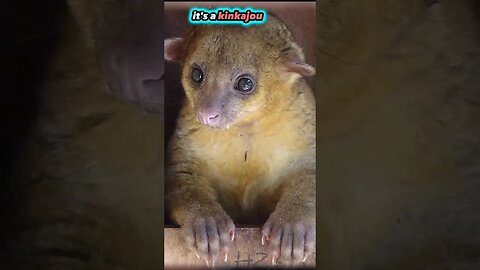 Amazing Animals Kinkajou | Miami Local Spots By Brothers #shorts #miami