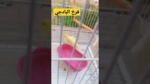 فرخ طائر البادجي هوكو رينبو كيوت روعة