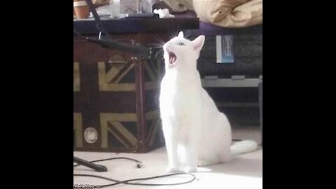 Cute Cat Singing Ah Aaaaa aa | Cute Animal Videos