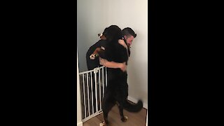 Bernese Mountain Dog Gives Owner Epic Hug