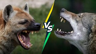 Hyena vs Wolf: Who Would Win in a Fight?