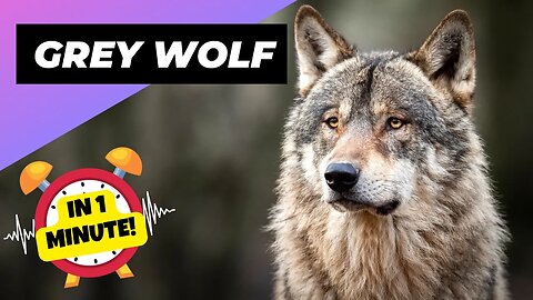 Grey Wolf - In 1 Minute! 🐺 The Most Misunderstood Creature Of The Wild | 1 Minute Animals