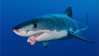 What Do Great White Sharks Fear?