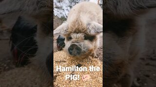 Morning Routine With Hamilton The PIG 🐖