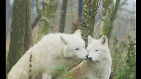 Two white fox in romantic mood the female fox kisiing the male fox