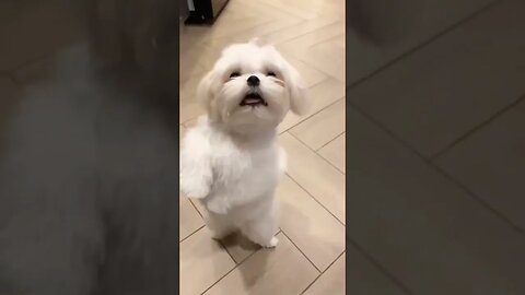 Look How This Dog is Dancing! Adorable! #dog #doglover #dancing #shortsfeed #shortsvideo #ytshorts