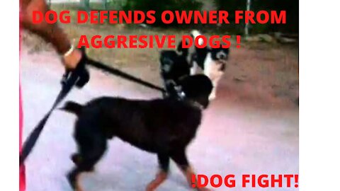 Dog defends his owner from aggresive dogs.
