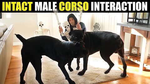 Intact Male Cane Corso's Morning Interaction and Behavior