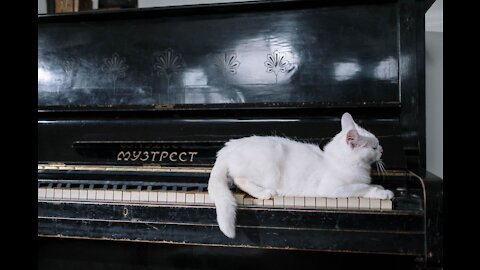 Cute Cat on The Piano|Funny Animals