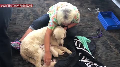 Service Dog Gives Birth To Litter Of Puppies At An Airport